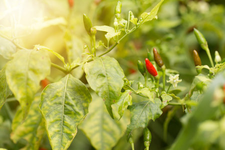 Ripe hot chili peppers on a plant.の写真素材