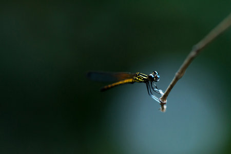 Close up of small beautiful dragonfly.