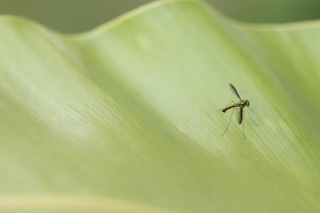 Close up of Long-legged fly .の写真素材