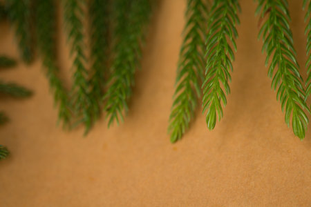 juniper, Thuja twig Christmas border background.の写真素材