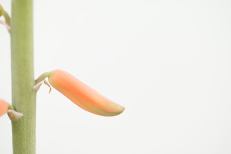Aloe Vera flower Plant on white background.の写真素材
