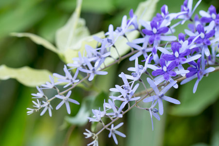 Bouquet of Petrea Flowers on the vine.の写真素材