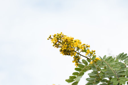 Cassod tree, Thai copper pod (Senna siamea (Lam.).の写真素材