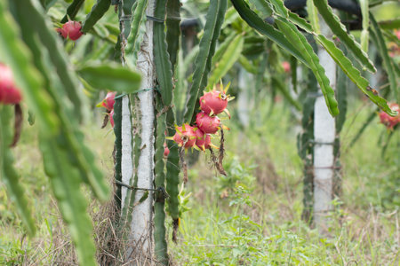 Dragon fruit on plant, Raw Pitaya fruit on treeの写真素材