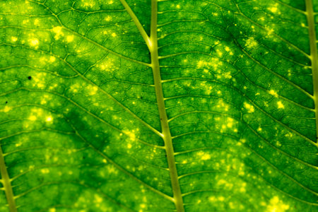 Soft focus of green leave texture background.の写真素材