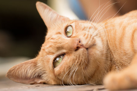 Close up Cute Ginger tabby cat focus on eye.