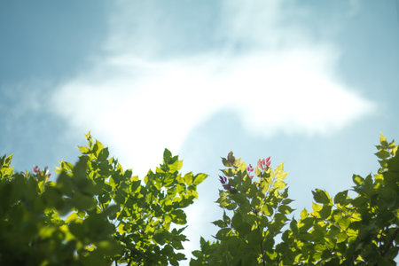 Green tropical leaves on blue sky background.
