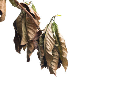 Dead Plant on white background.の写真素材