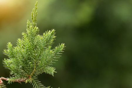 Pine tree, Evergreen juniper background.の写真素材