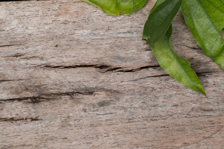 Old Wooden panel texture for backgroundの写真素材