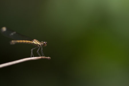 Close up of small beautiful dragonflyの写真素材