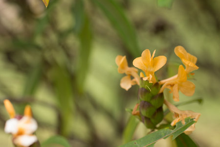 Close up of wild yellow flower.の写真素材