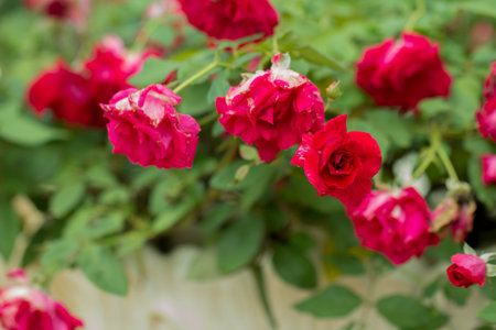 Red roses on branch.の写真素材