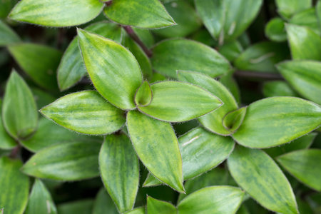 RIVER SPIDERWORT-SMALL LEAF SPIDERWORT in the garden.の写真素材