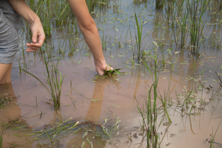 A farmer is plowing grass in organic rice farm.
