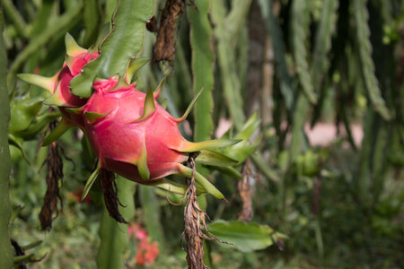 Field of dragon-fruit plantation in Thailand, This is favorite fruit in Asia.の写真素材