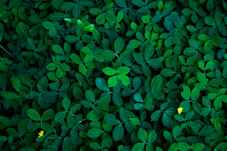 Green leaves background in dark light eco concept image or refreshment concept backgroundの写真素材