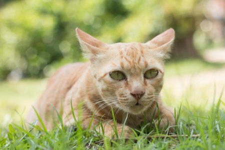 closeup of cute yellow cat stay on green grass floor.の写真素材