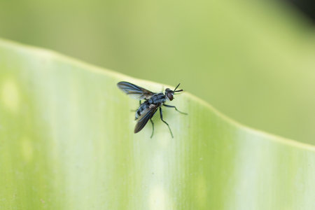 A Fly on a green leaf.の写真素材