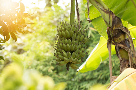 Bunch of bananas on tree.の写真素材