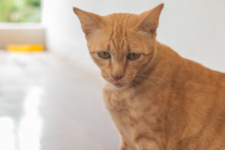 closeup of cute yellow cat stay on floor.の写真素材
