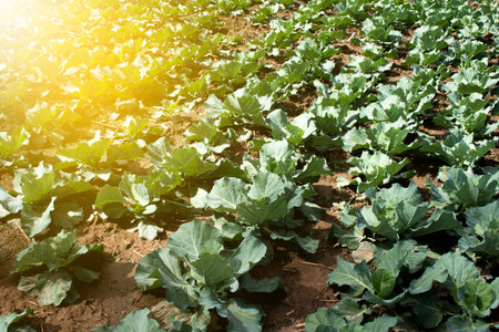 Landscape view of a freshly growing cabbage field.
