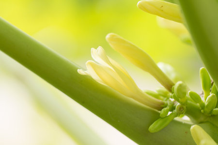 Papaya flower on papaya tree.の写真素材