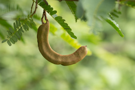 Fresh Tamarind on tree, Tammarind tree.の写真素材
