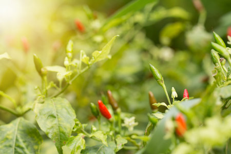 Ripe hot chili peppers on a plant.の写真素材