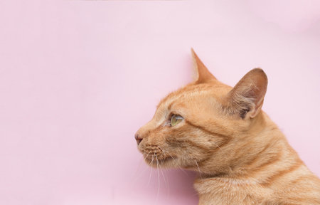 Cute Ginger tabby cat on Pink background.の写真素材