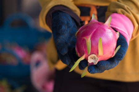 Red Dragon fruit or Pitahaya fruit on farmer hands.の写真素材