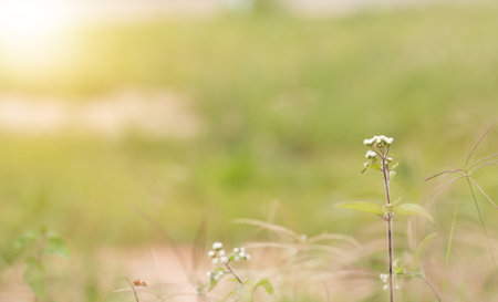 Close up of white meadow flowers in field or grass flower.の写真素材