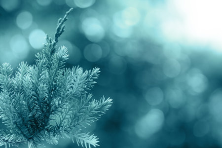 Pine tree, Evergreen juniper background. Christmas and Winter wallpaper.の写真素材