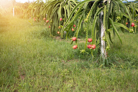Field of dragon-fruit plantation in Thailand, This is favorite fruit in Asia.の写真素材