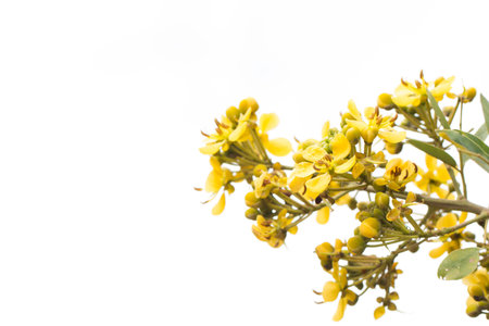 Cassod tree, Thai copper pod (Senna siamea (Lam.).の写真素材