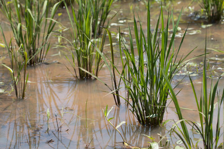 Rice plantation, paddy field Agriculture.