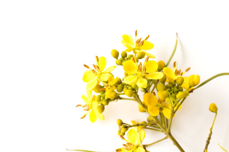Cassod tree, Thai copper pod (Senna siamea (Lam.) on white background.の写真素材