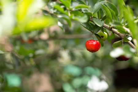 Fresh Barbados cherry on tree.の写真素材