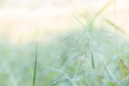 Blurred of Fresh morning dew.