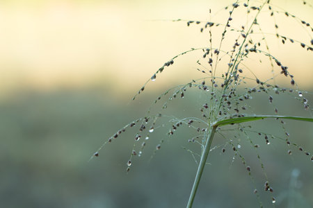 Blurred of Fresh morning dew.