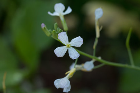 Close up of White flowers.の写真素材