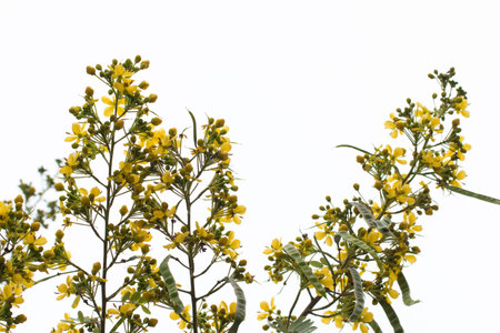 Cassod tree, Thai copper pod (Senna siamea (Lam.).