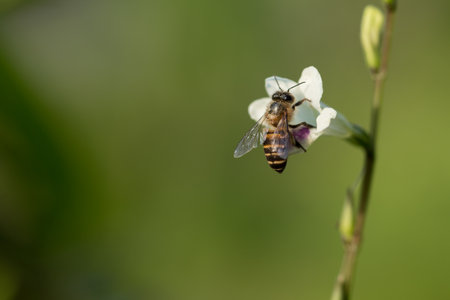 Close up of A bee with White flowers.