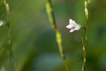 Close up of White flowers.の写真素材