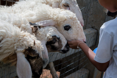 The boy is feeding sheep on the farm.の写真素材