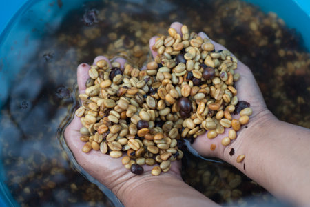 Farmer's Hand holding coffee beans, Cleaning raw coffee seed process.の写真素材