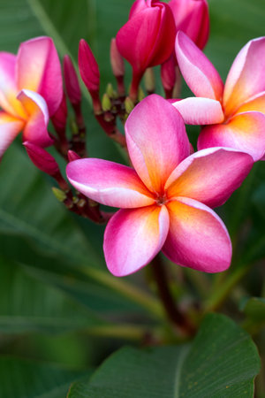 Frangipani Tropical Spa Flower. Plumeria flower on plant.の写真素材