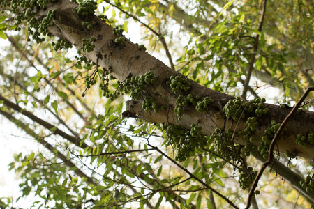 Green Common fig fruit on plant.