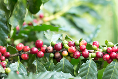 Arabica Coffee berry ripening on a tree.の写真素材