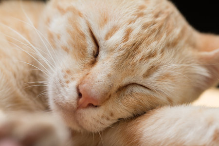 Close up Cute Ginger tabby cat as sleeping action.の写真素材